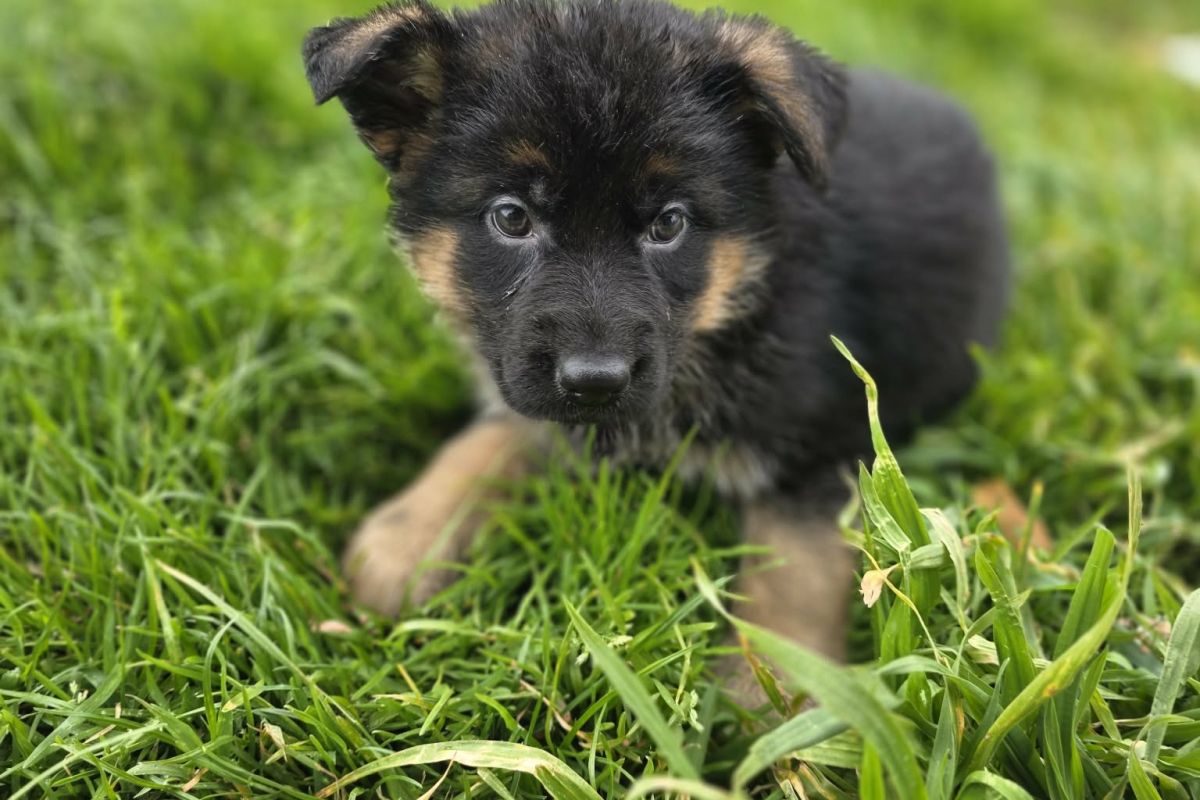 Photo 3 Chiots apparence berger allemand 