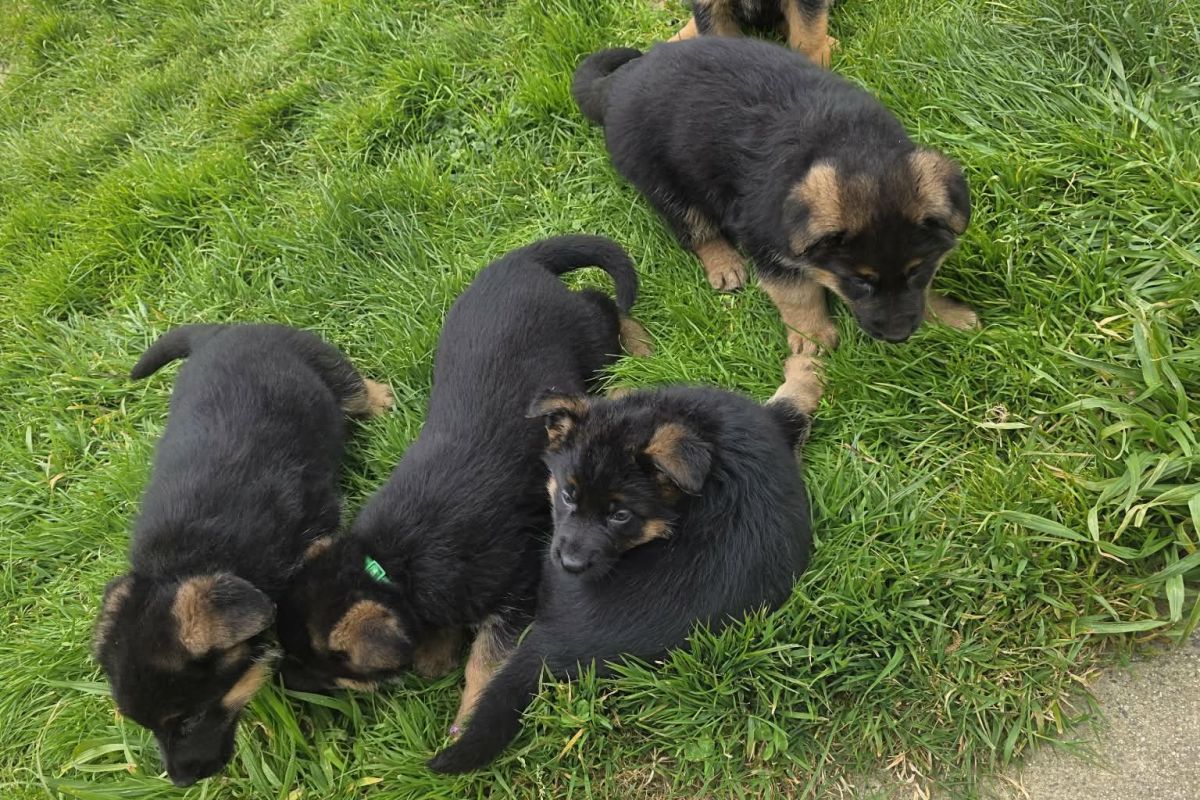 Chiots apparence berger allemand 