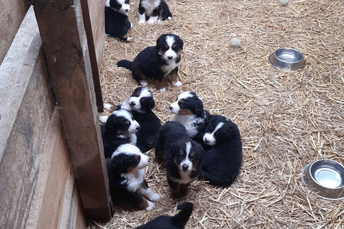 Photo 3 Bouvier bernois 