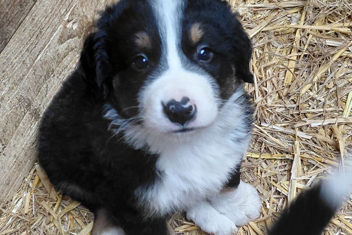 Photo 2 Bouvier bernois 