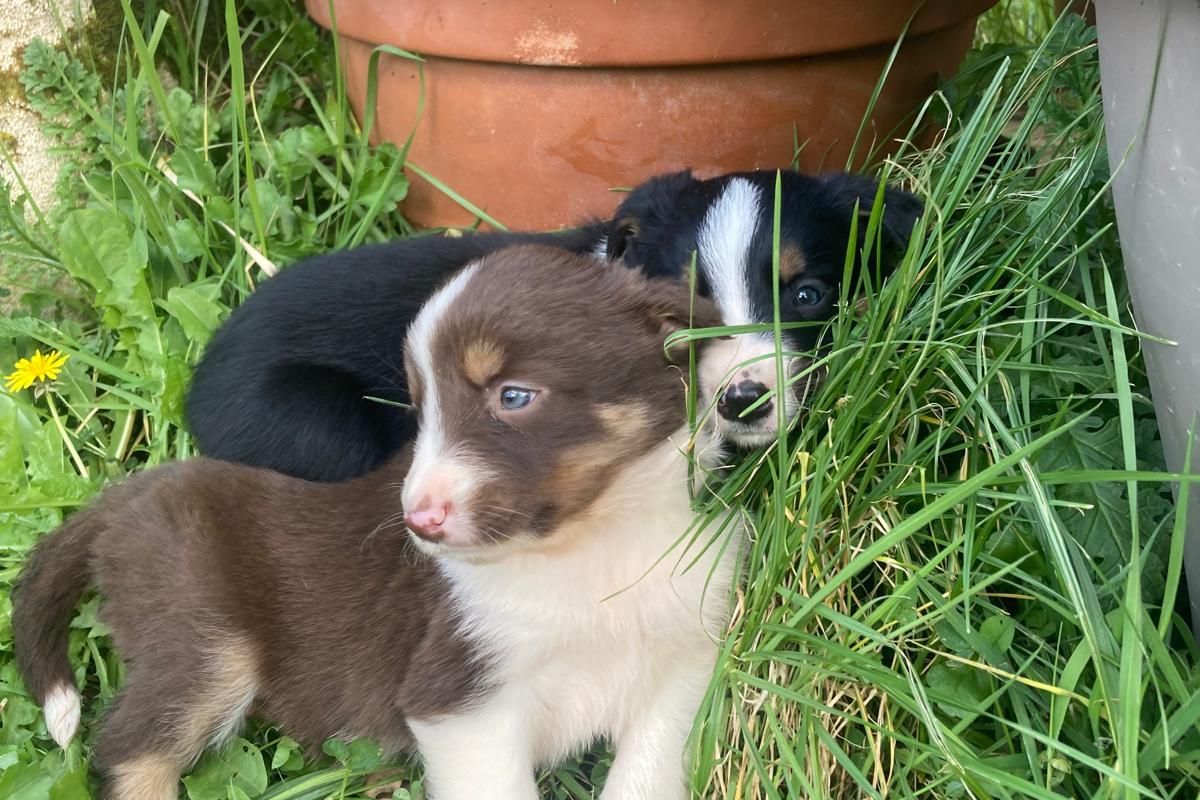 Photo 2 Chiots apparence border Collie