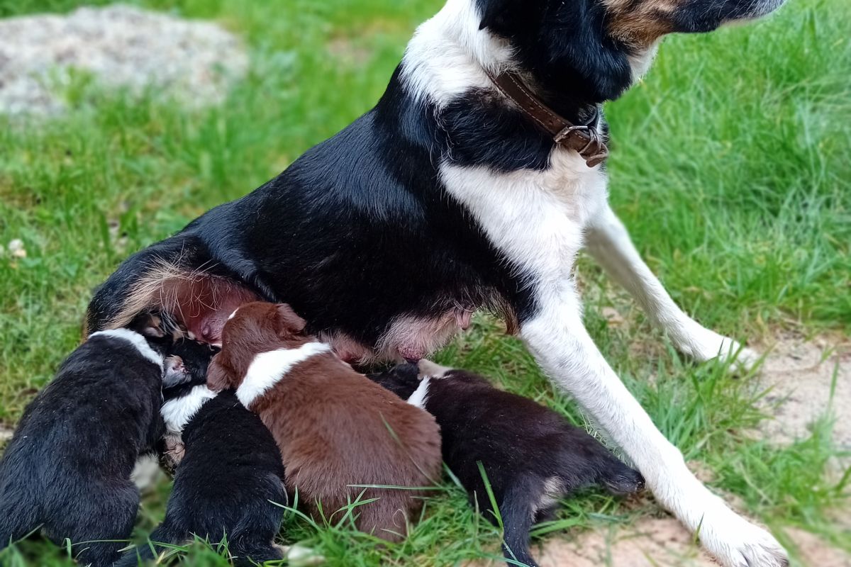 Chiots apparence border Collie