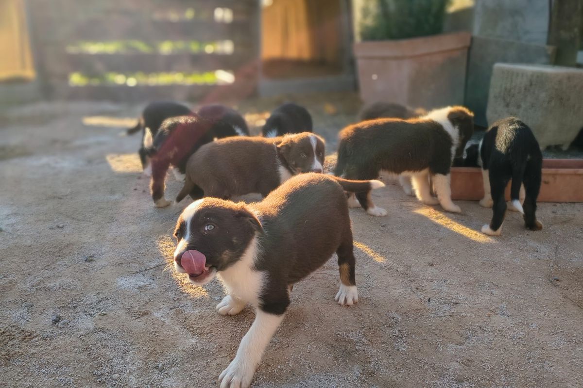 Photo 3 Chiots apparence border Collie