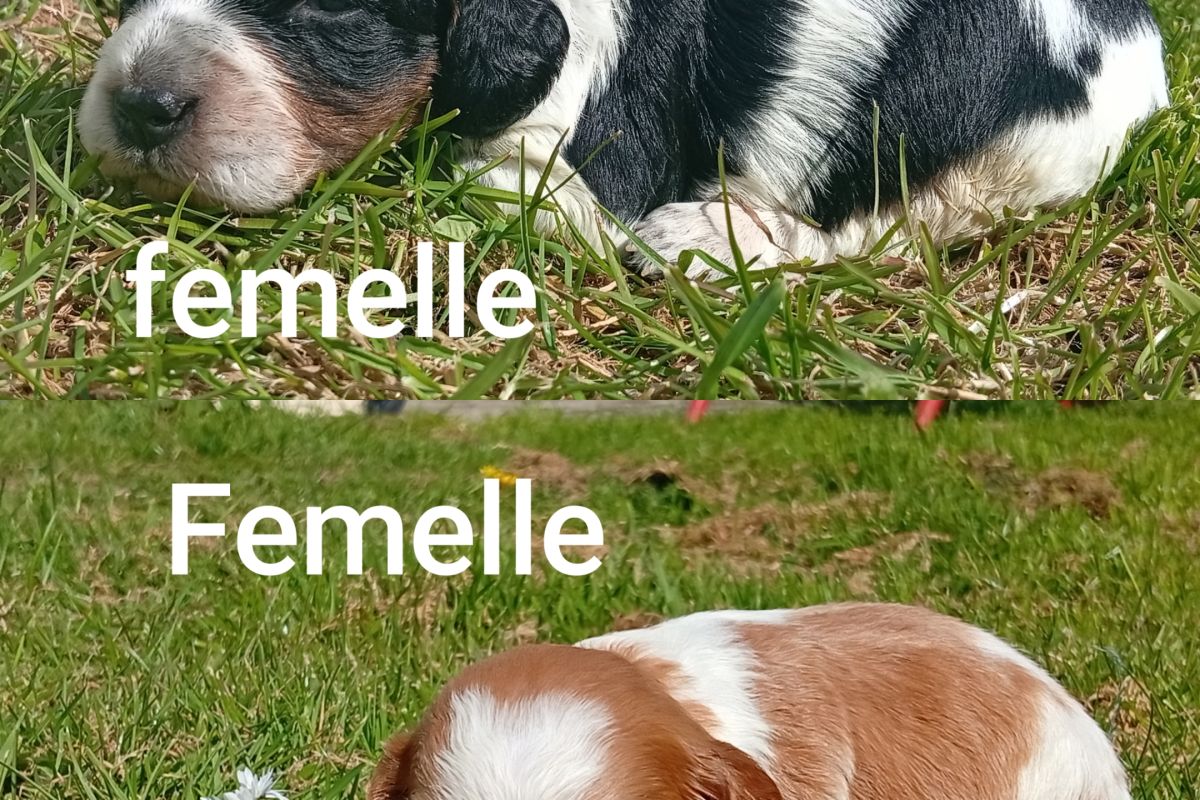 Photo 2 Vente chiots