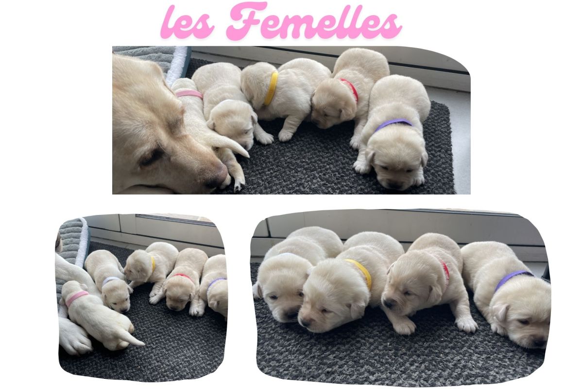 Photo 2 Chiots race labrador retriever LOF 