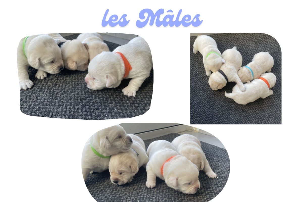 Photo 3 Chiots race labrador retriever LOF 