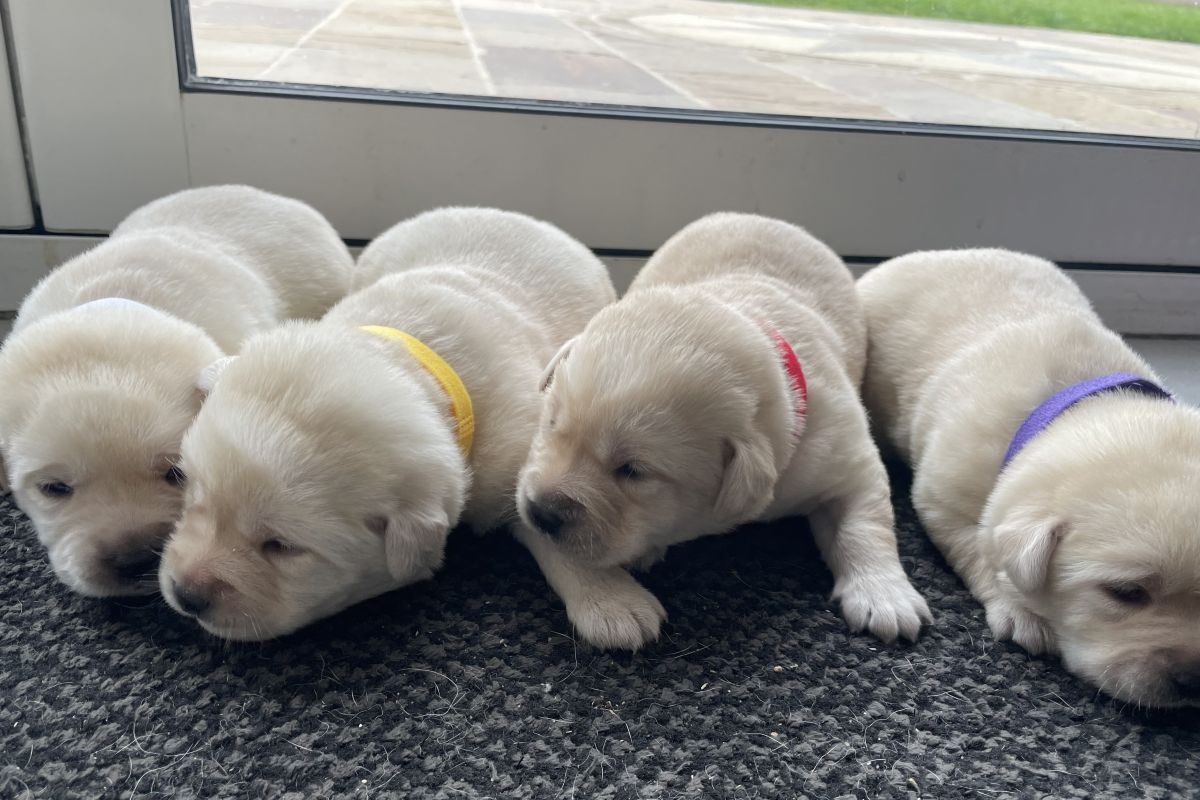 Chiots race labrador retriever LOF 