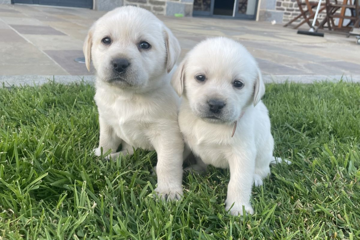 Chiots race labrador retriever LOF 