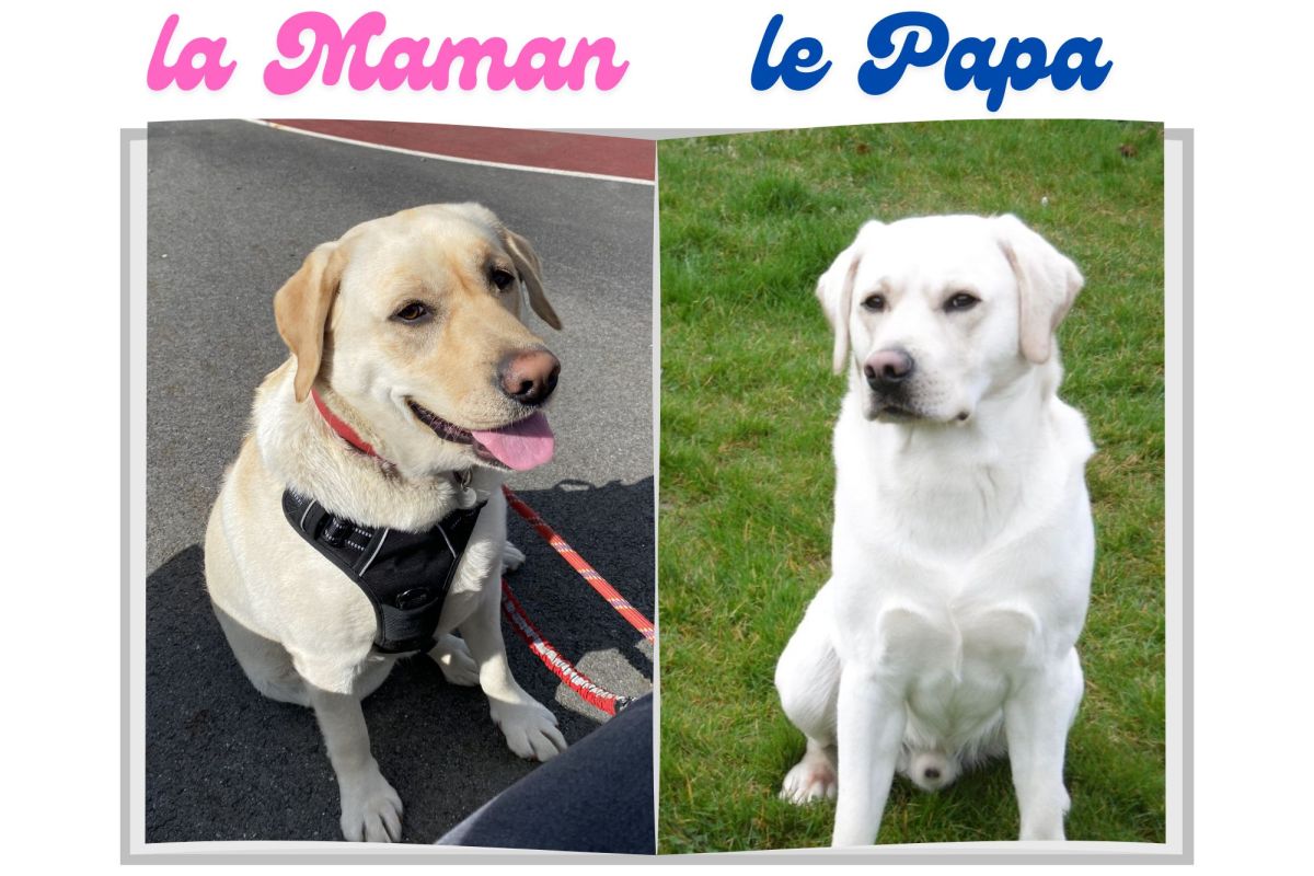 Photo 3 Chiots race labrador retriever LOF 
