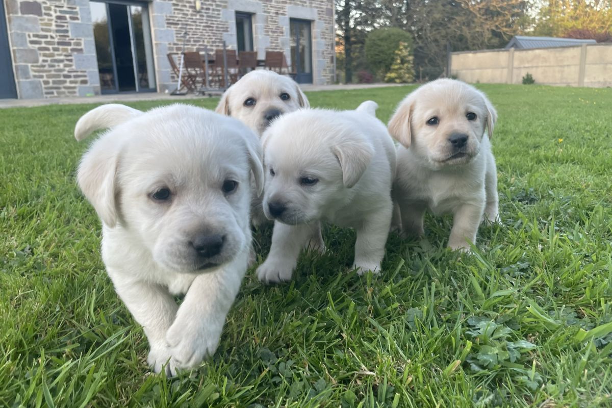 Photo 2 Chiots race labrador retriever LOF 
