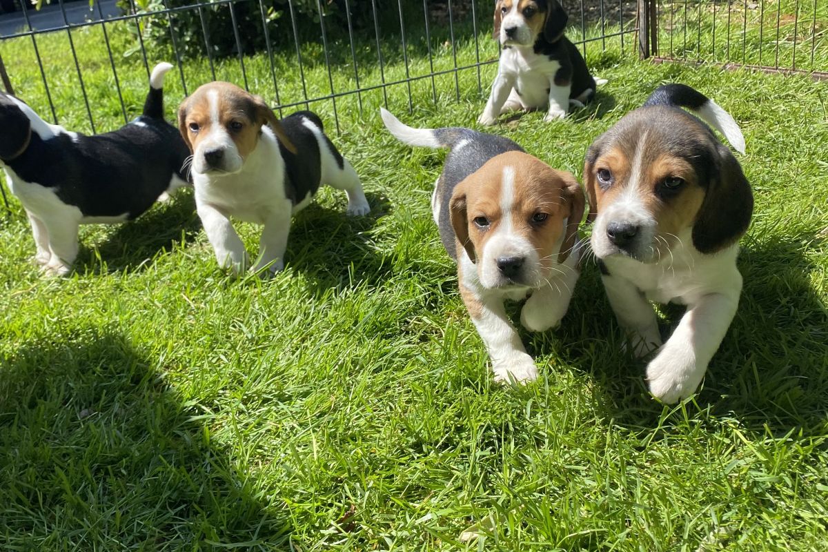 Photo 2 Chiots race beagle