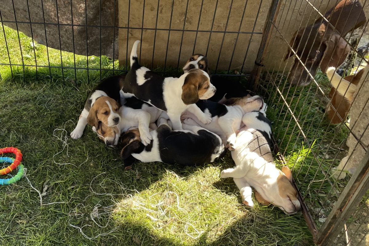 Photo 3 Chiots race beagle