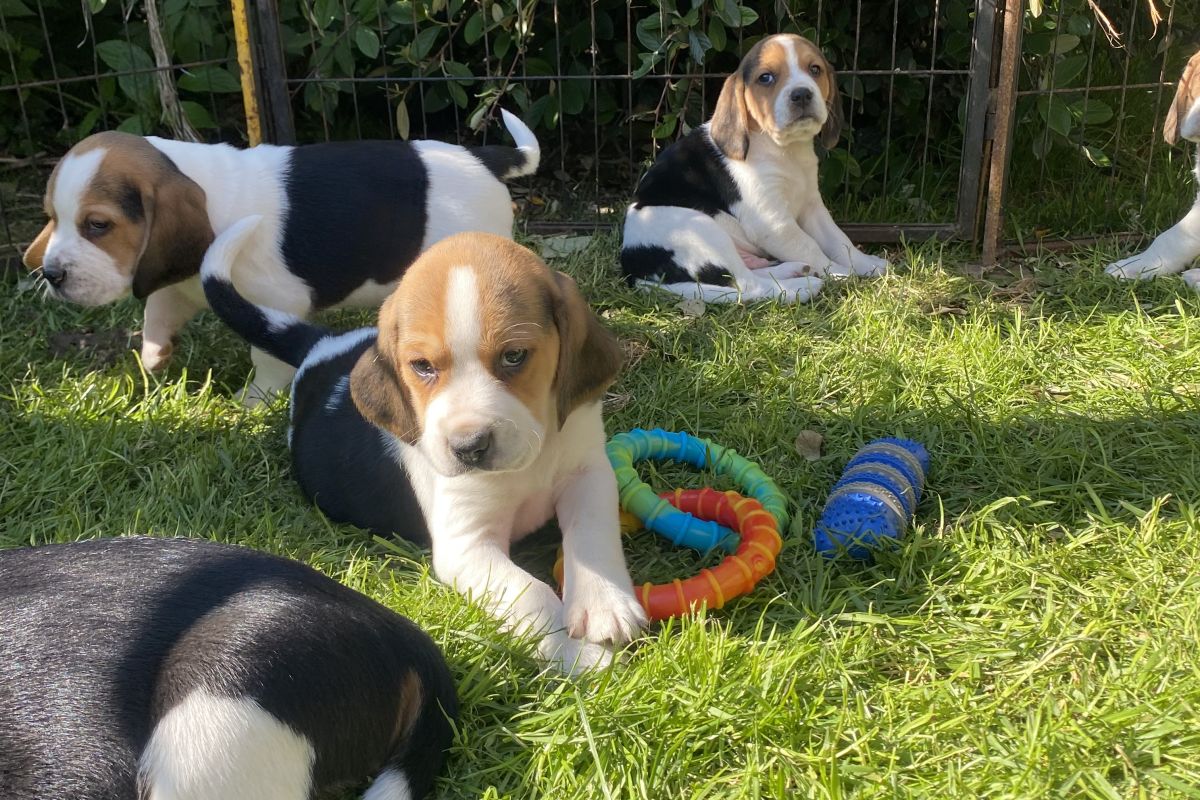 Chiots race beagle