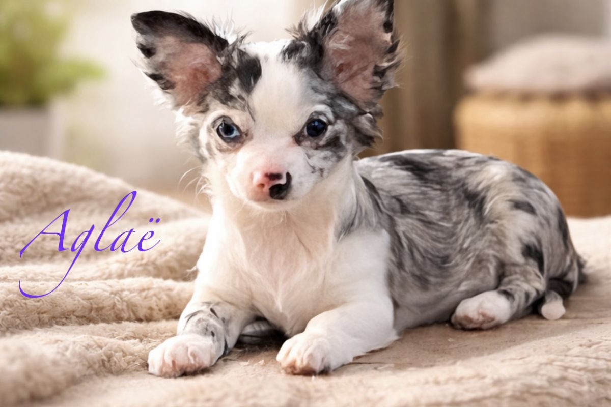 Photo 3 Chiots apparence chihuahuas 