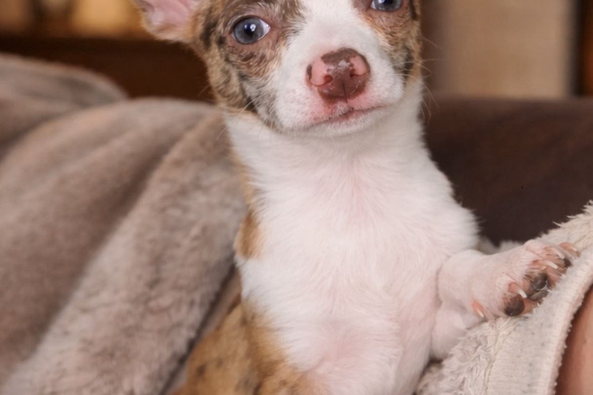 Photo 2 Chiots apparence chihuahuas 