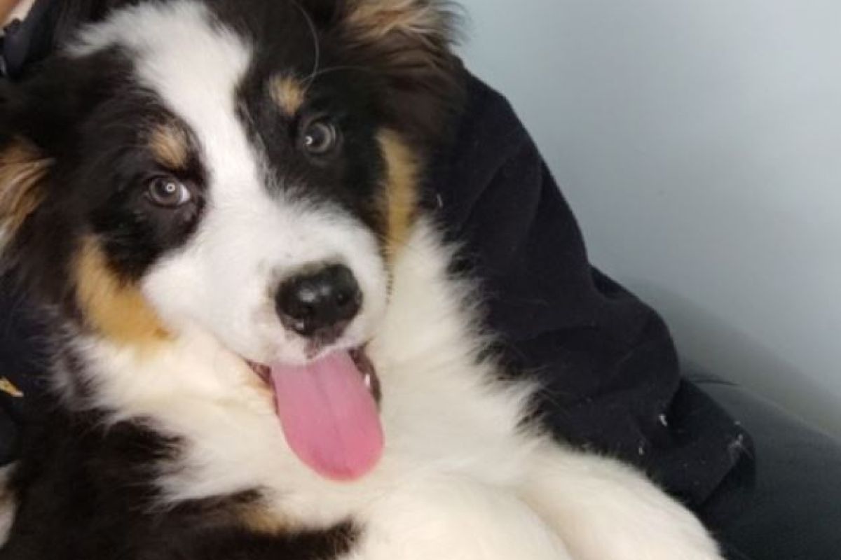 Photo 3 Race berger australien, trois chiots noirs tricolores, dispos