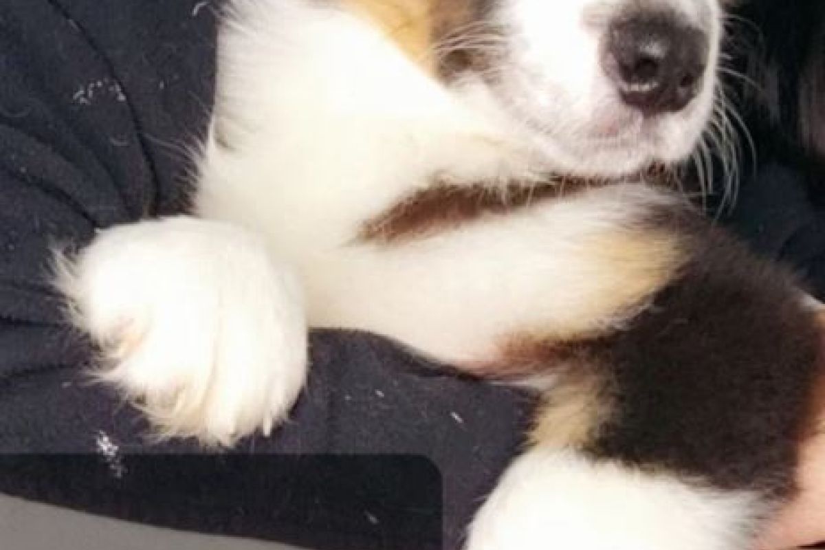 Photo 2 Race berger australien, trois chiots noirs tricolores, dispos