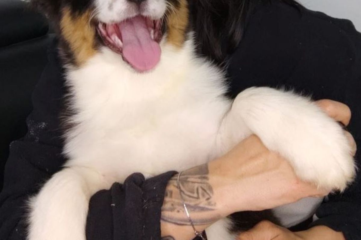 Race berger australien, trois chiots noirs tricolores, dispos