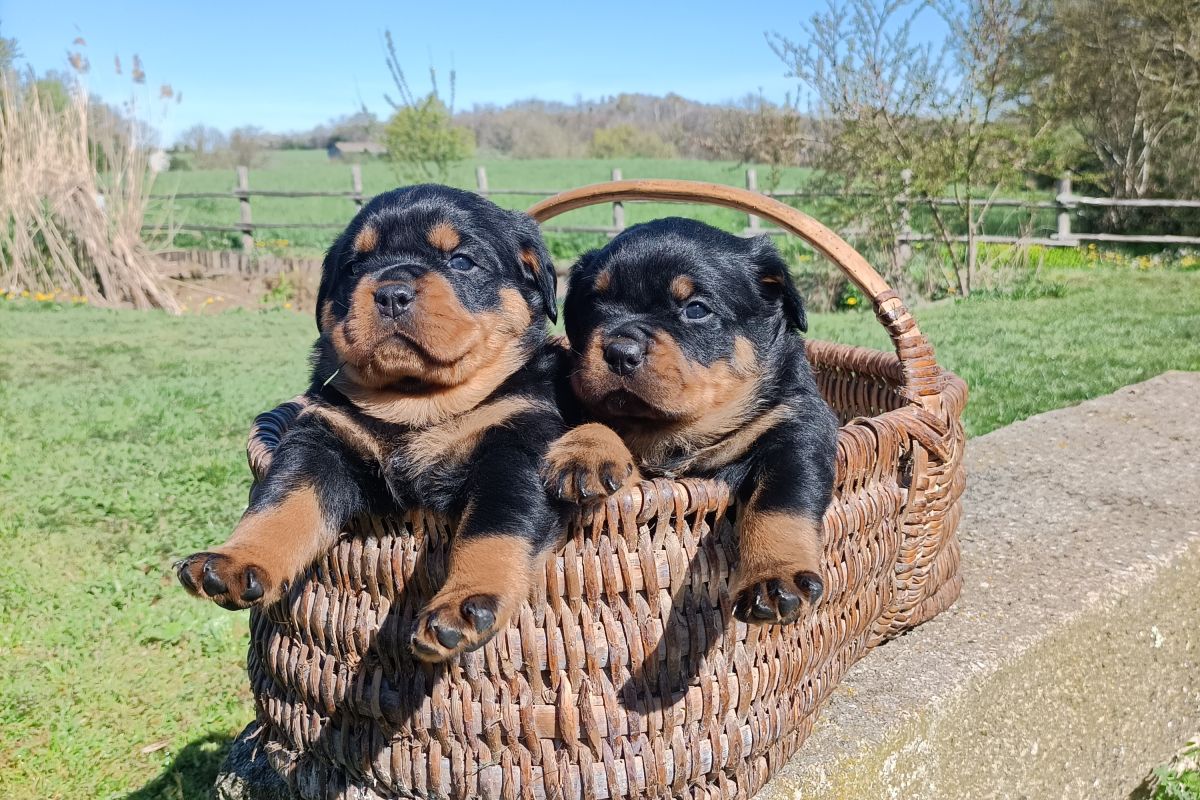 Photo 3 Chiot race rottweiller lof