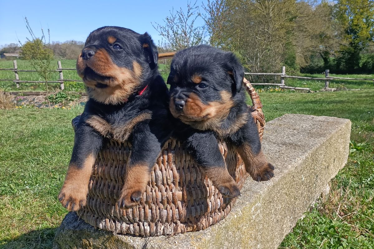 Photo 2 Chiot race rottweiller lof