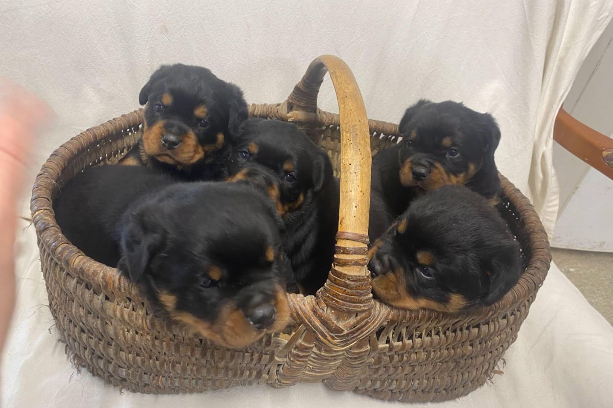 Chiot race rottweiller lof