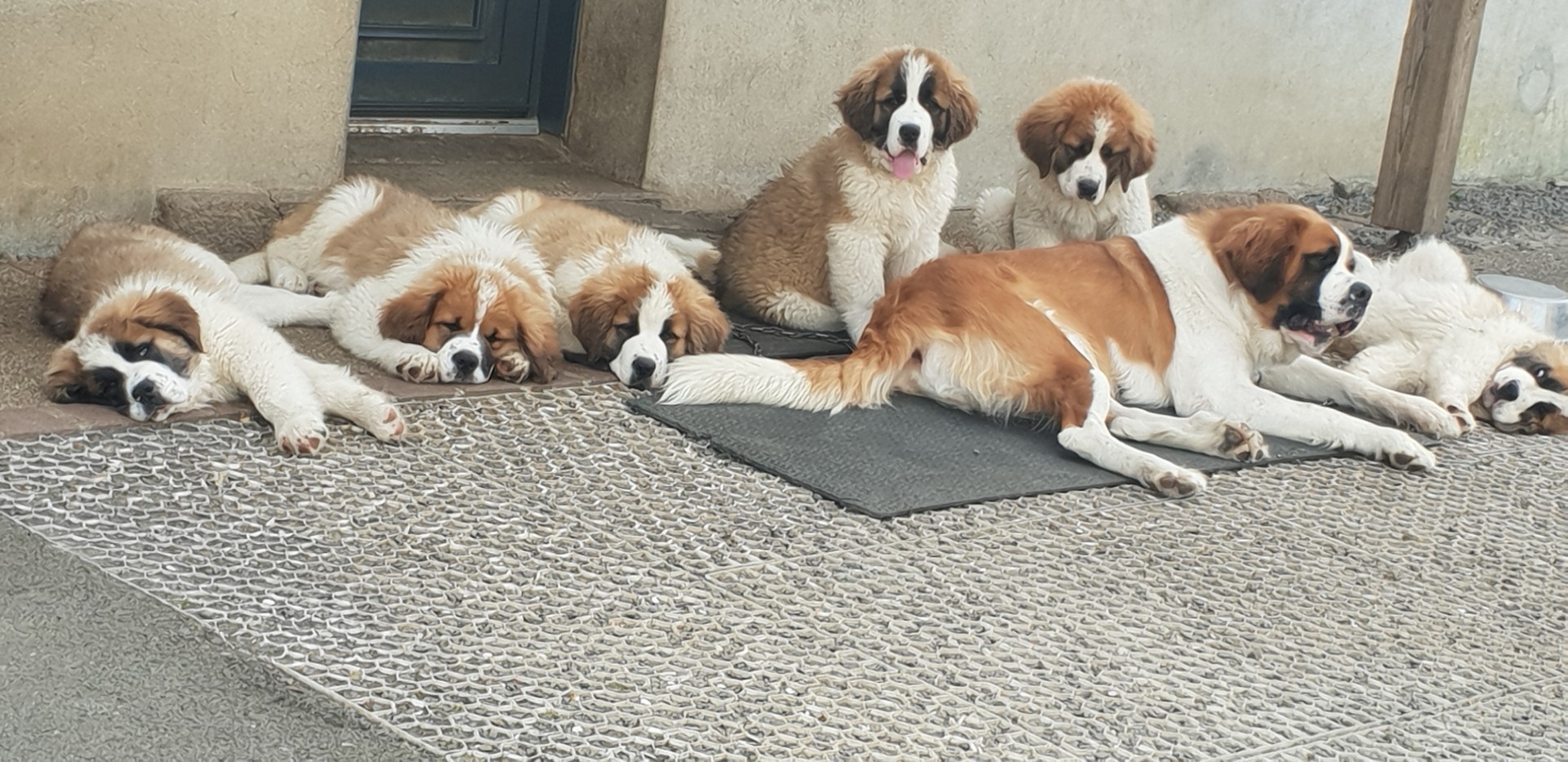 Apparence saint-bernard