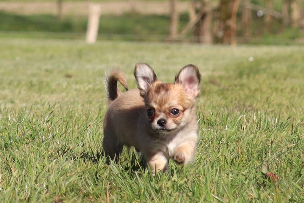 Photo 2 Chiots apparence chihuahua 