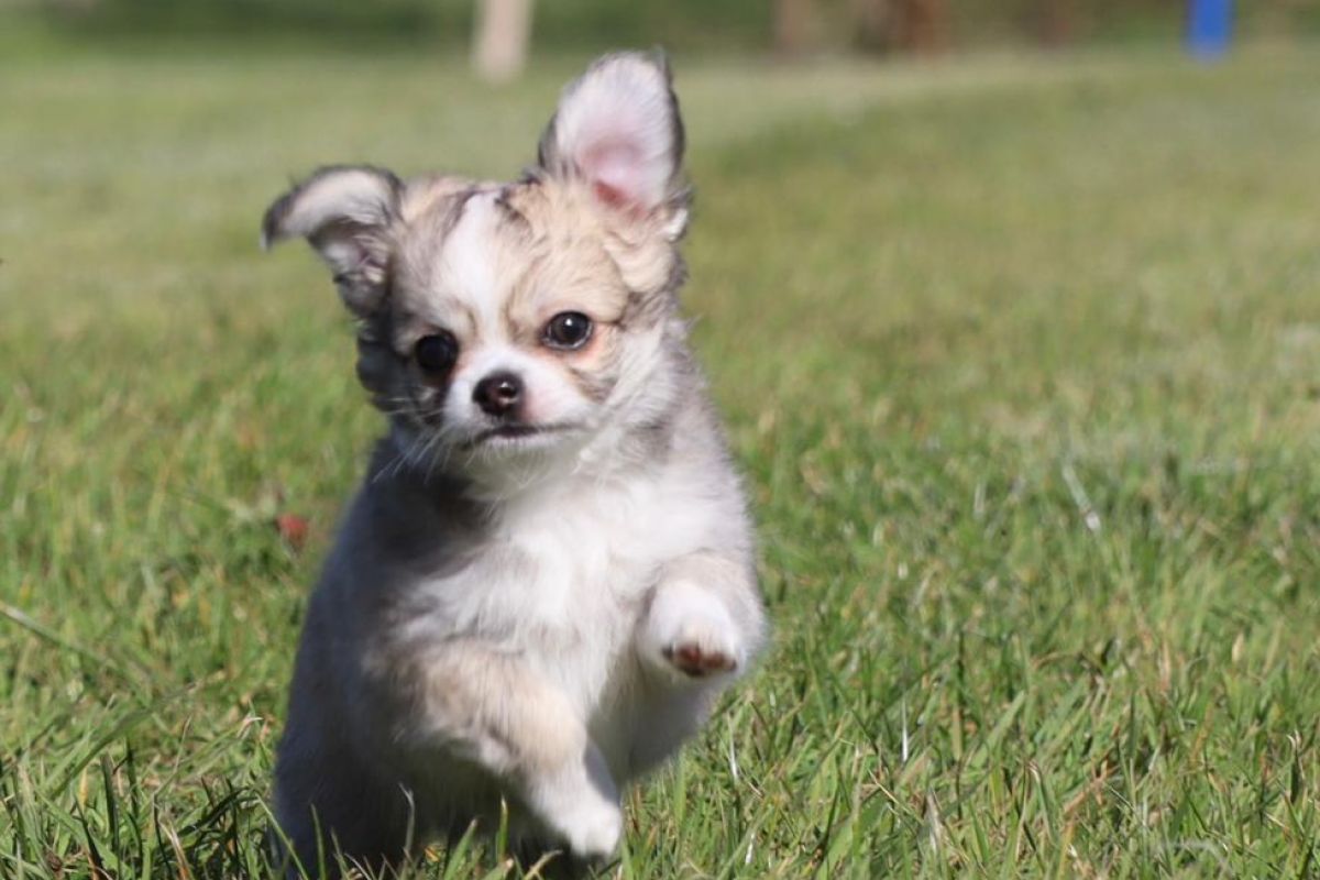 Chiots apparence chihuahua 