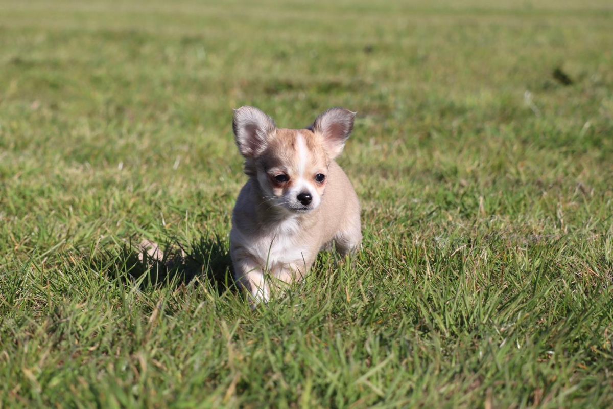 Photo 3 Chiots apparence chihuahua 