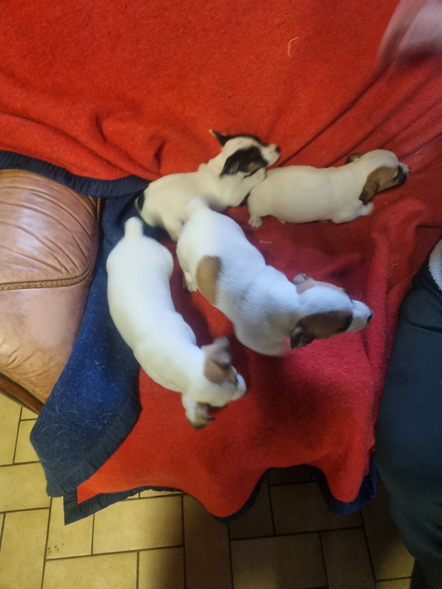 4 chiots apparence jack russel