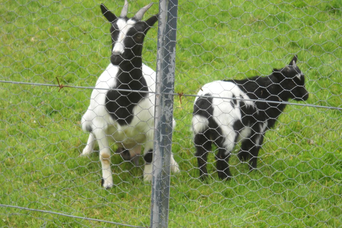 Photo 2 Chèvre naine