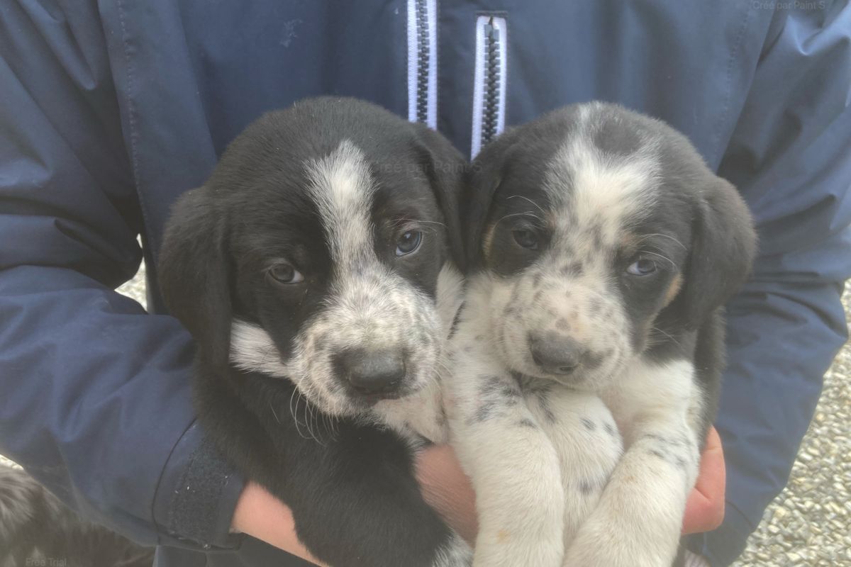 Photo 2 Chiots croisés border Collie