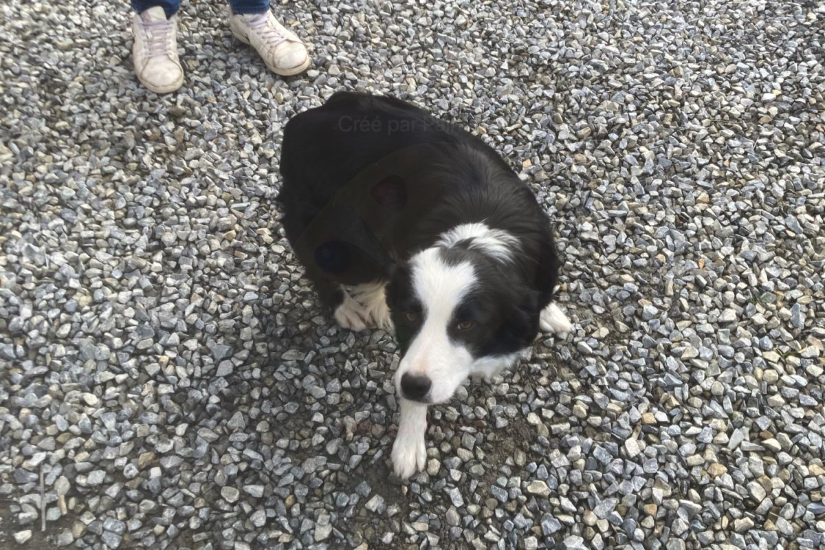 Photo 3 Chiots croisés border Collie