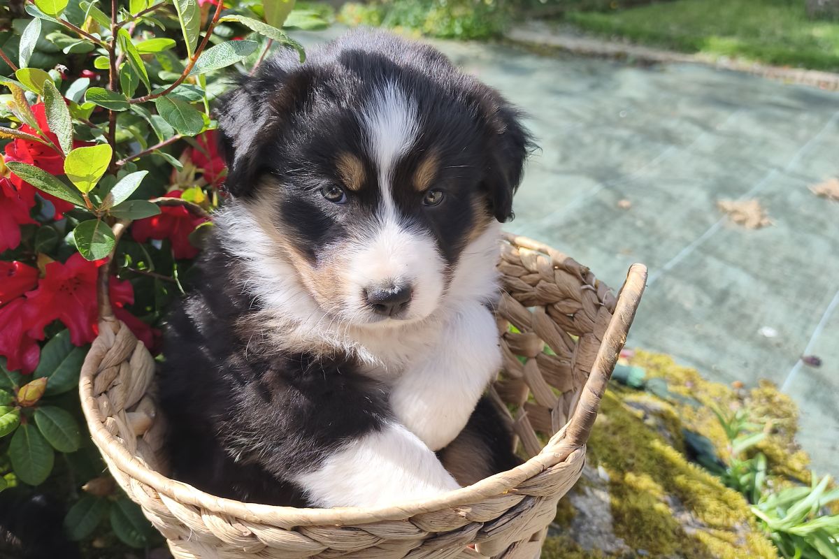 Chiots croisés berger australien / border collie - beagle