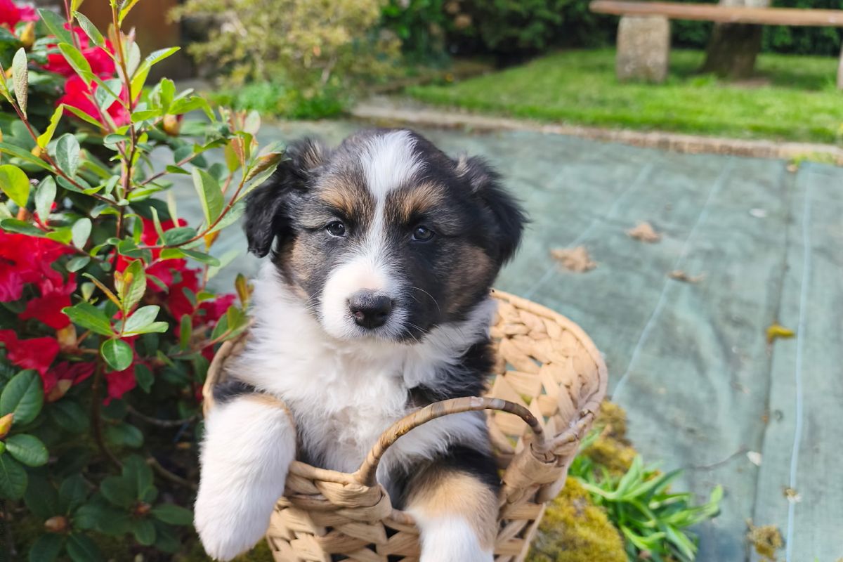 Photo 2 Chiots croisés berger australien / border collie - beagle
