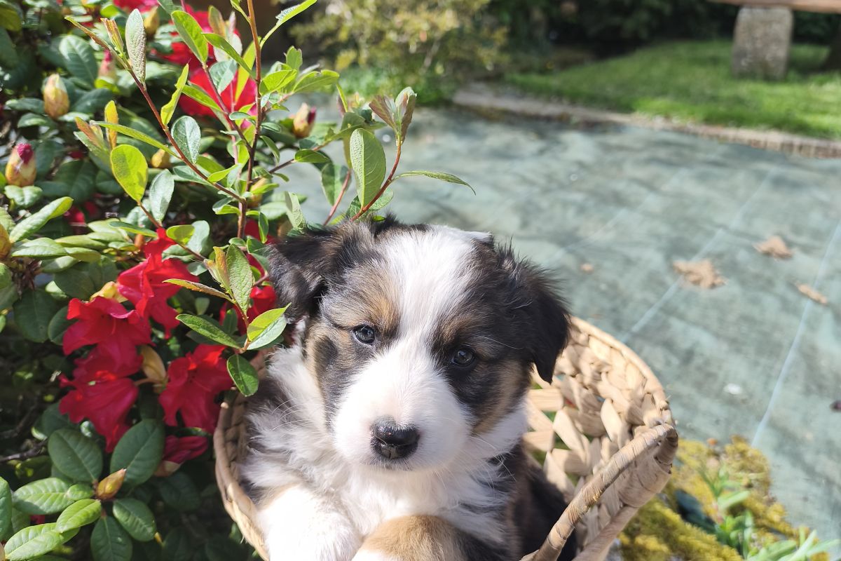 Photo 3 Chiots croisés berger australien / border collie - beagle