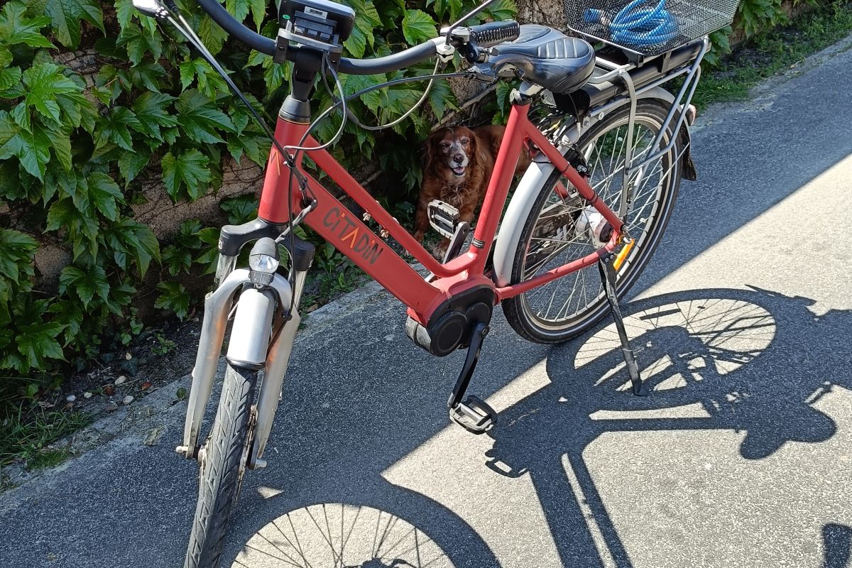 Vends vélo à assistance électrique