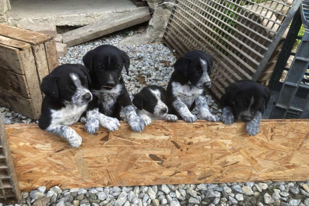 Photo 2 Chiots croisés border Collie