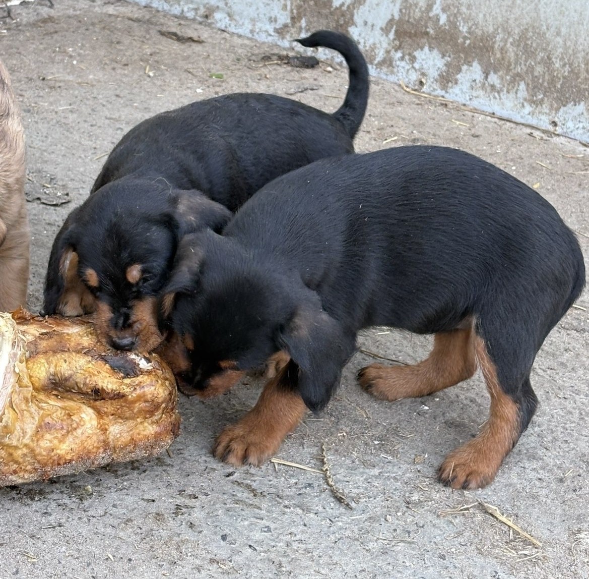 Croisé basset des Alpes/ jagd terrier