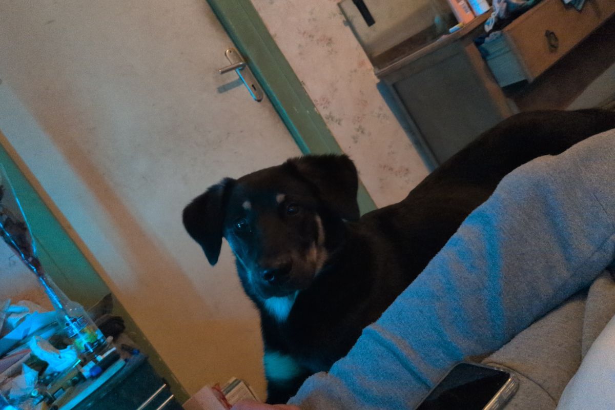 Photo 2 Chiot beauceron 