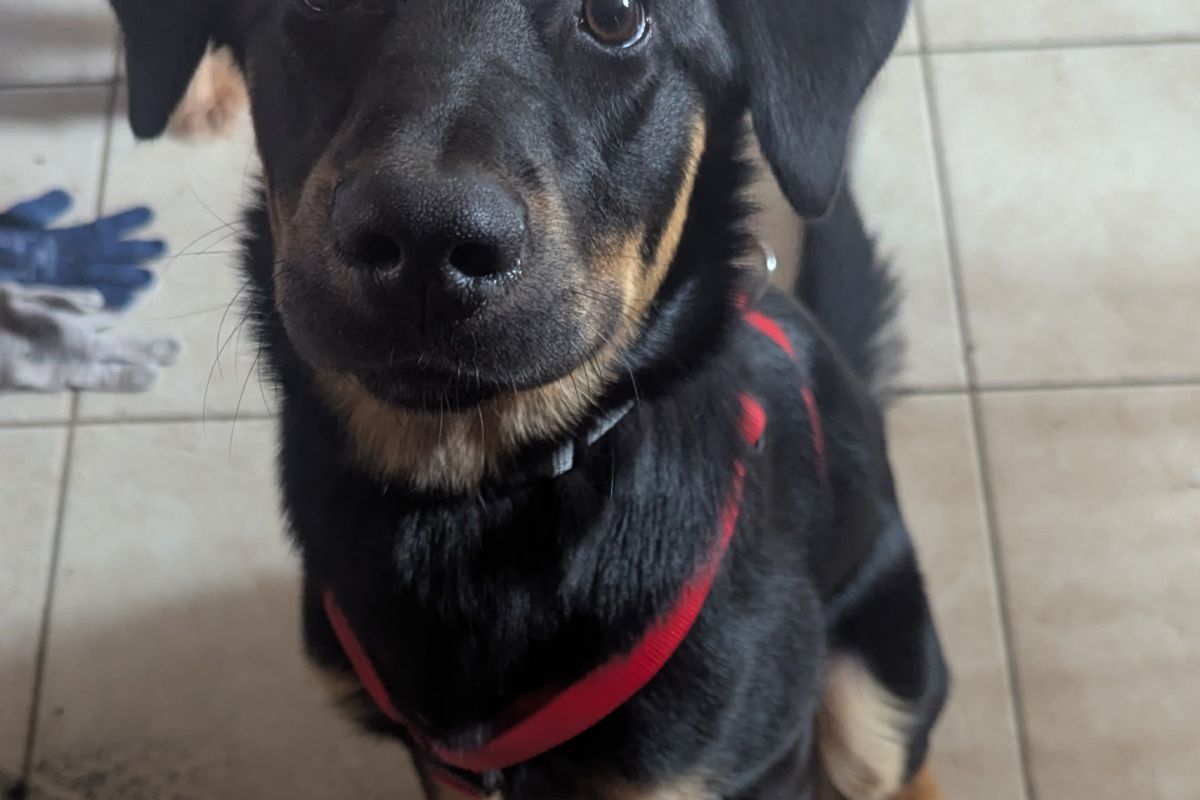 Chiot beauceron 