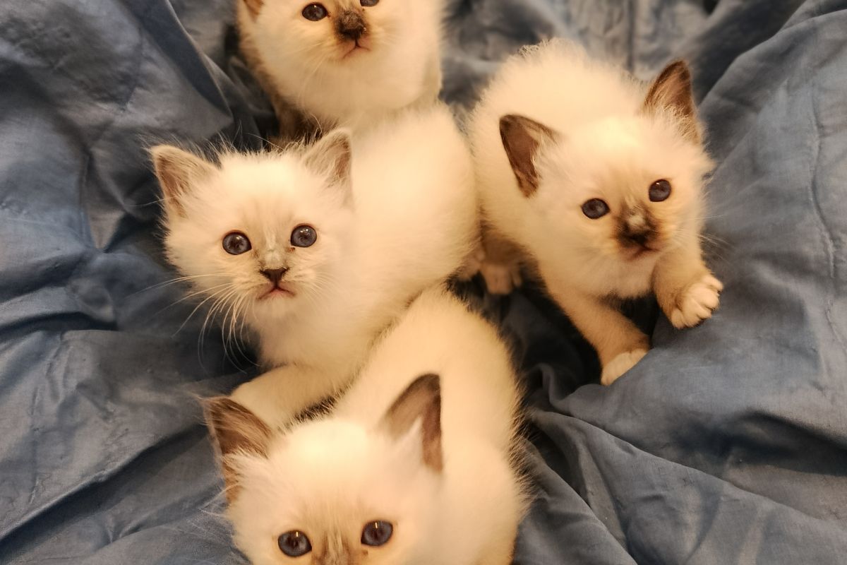 A réserver chatons sacré de birmanie