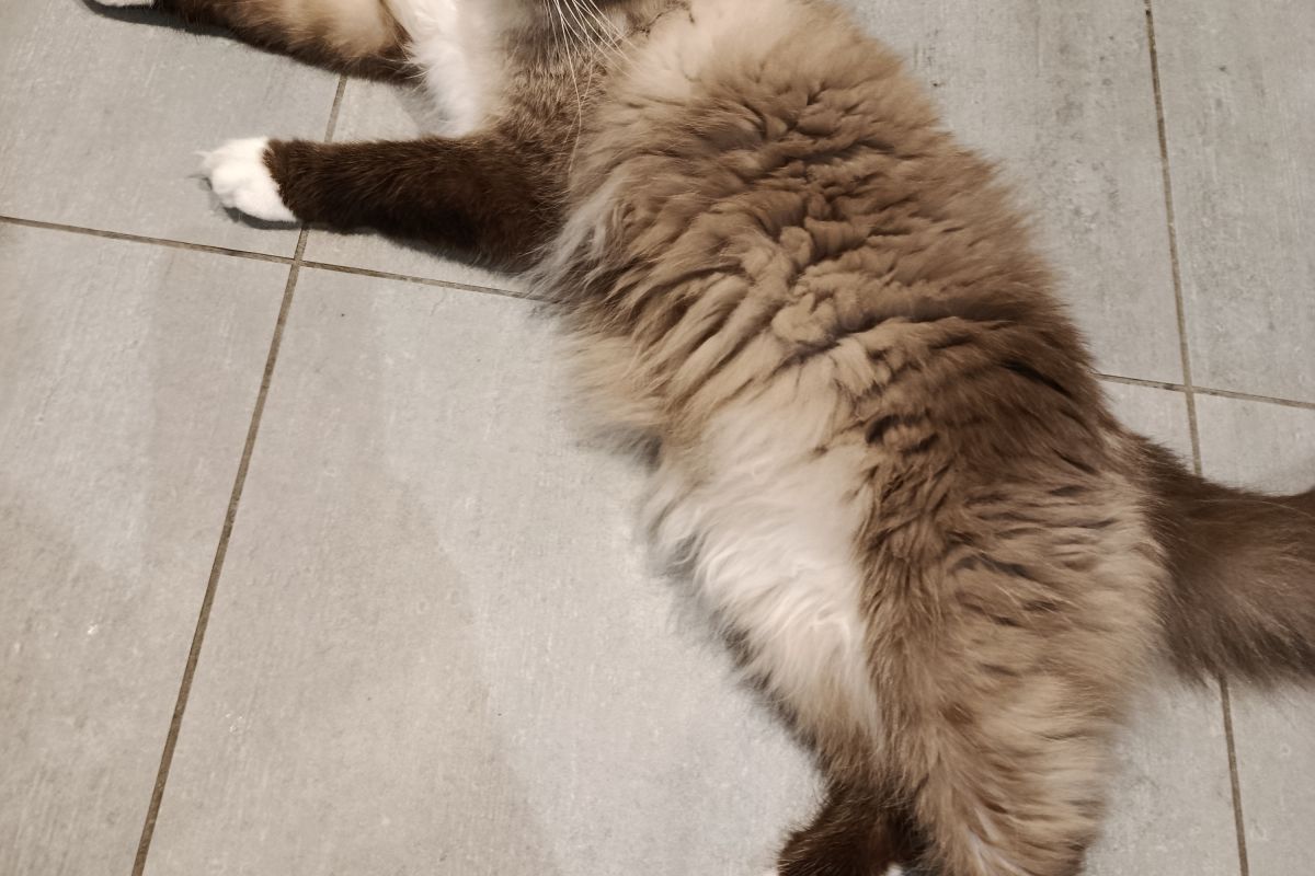 Photo 3 A réserver chatons sacré de birmanie