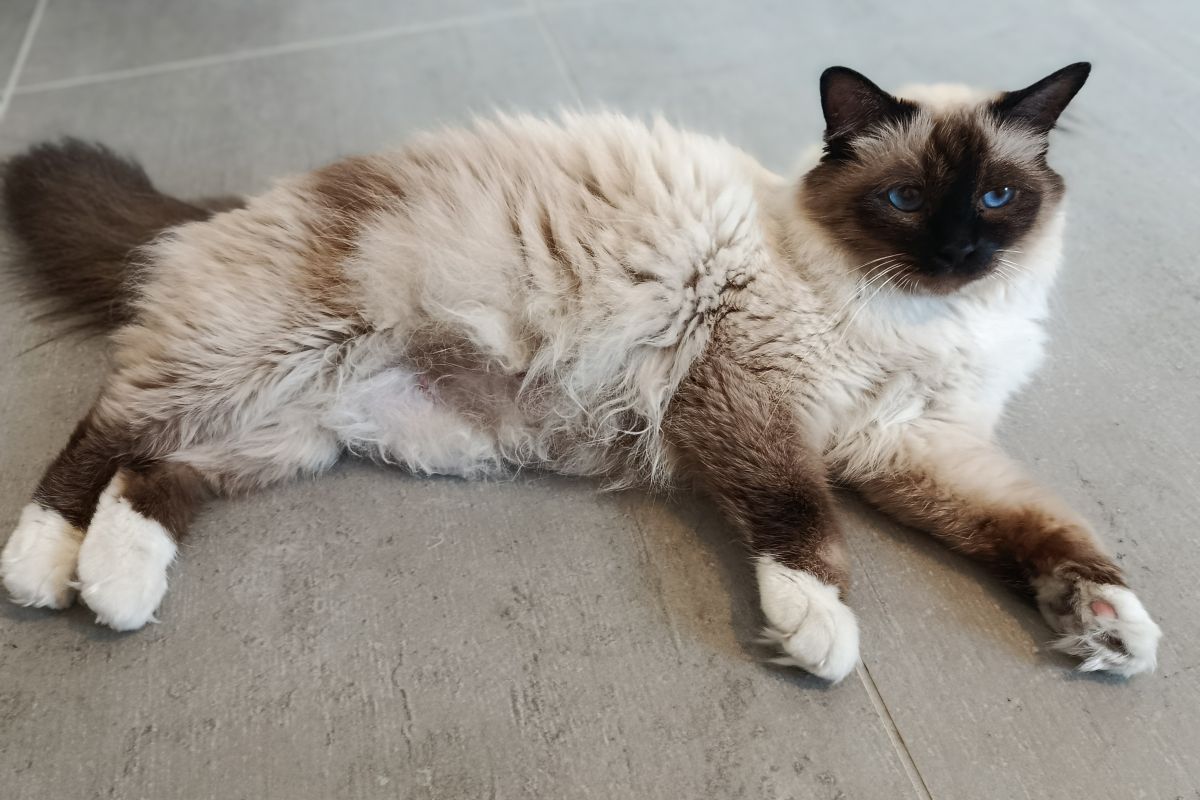 Photo 2 A réserver chatons sacré de birmanie