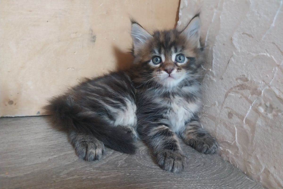 Photo 3 Chatons Maine-coon