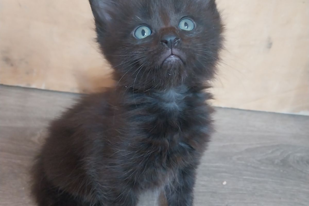 Photo 2 Chatons Maine-coon