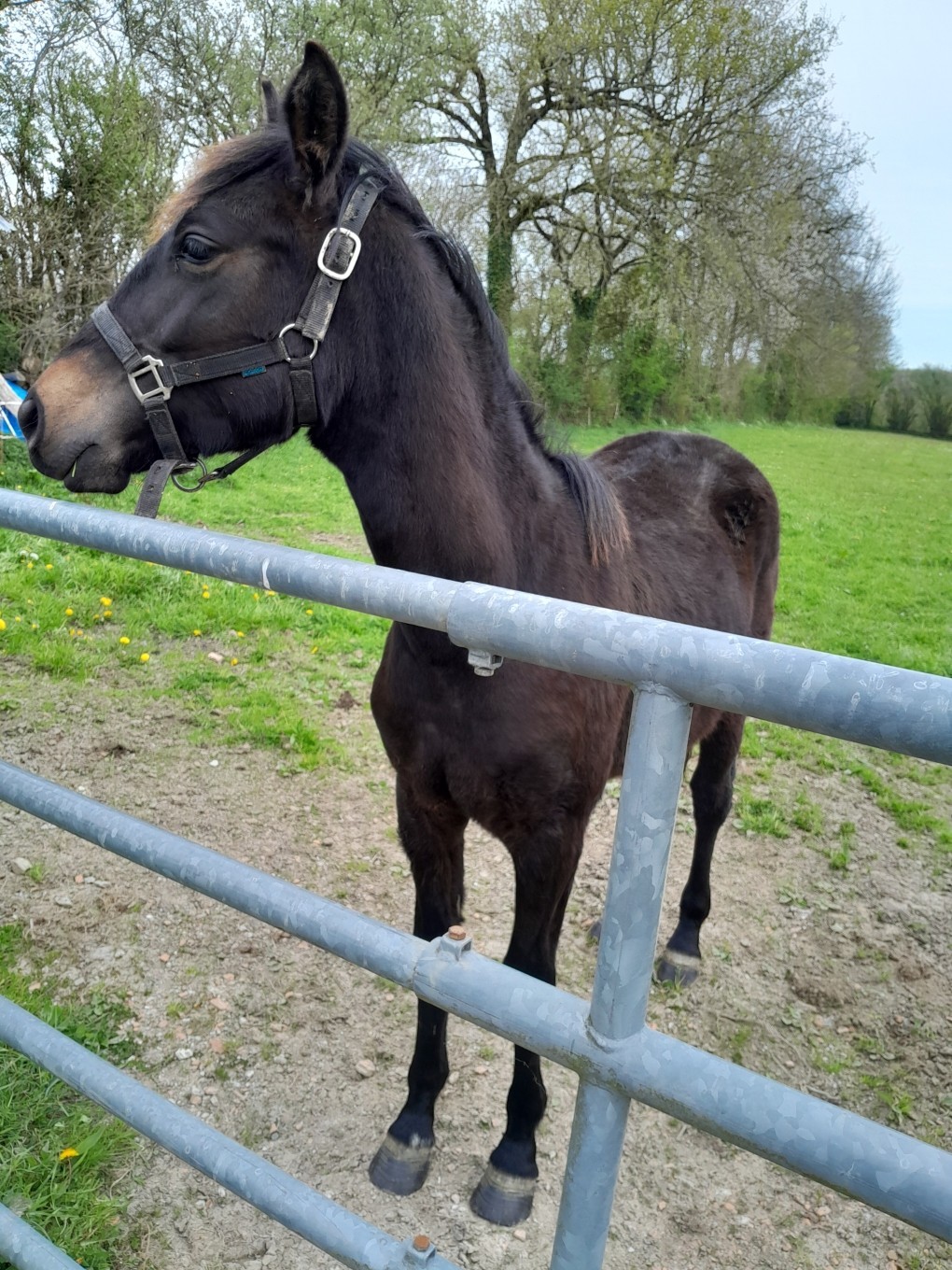Pouliche