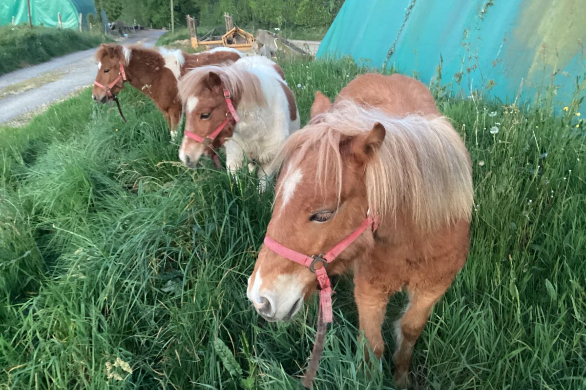 Ponettes et poney shetland