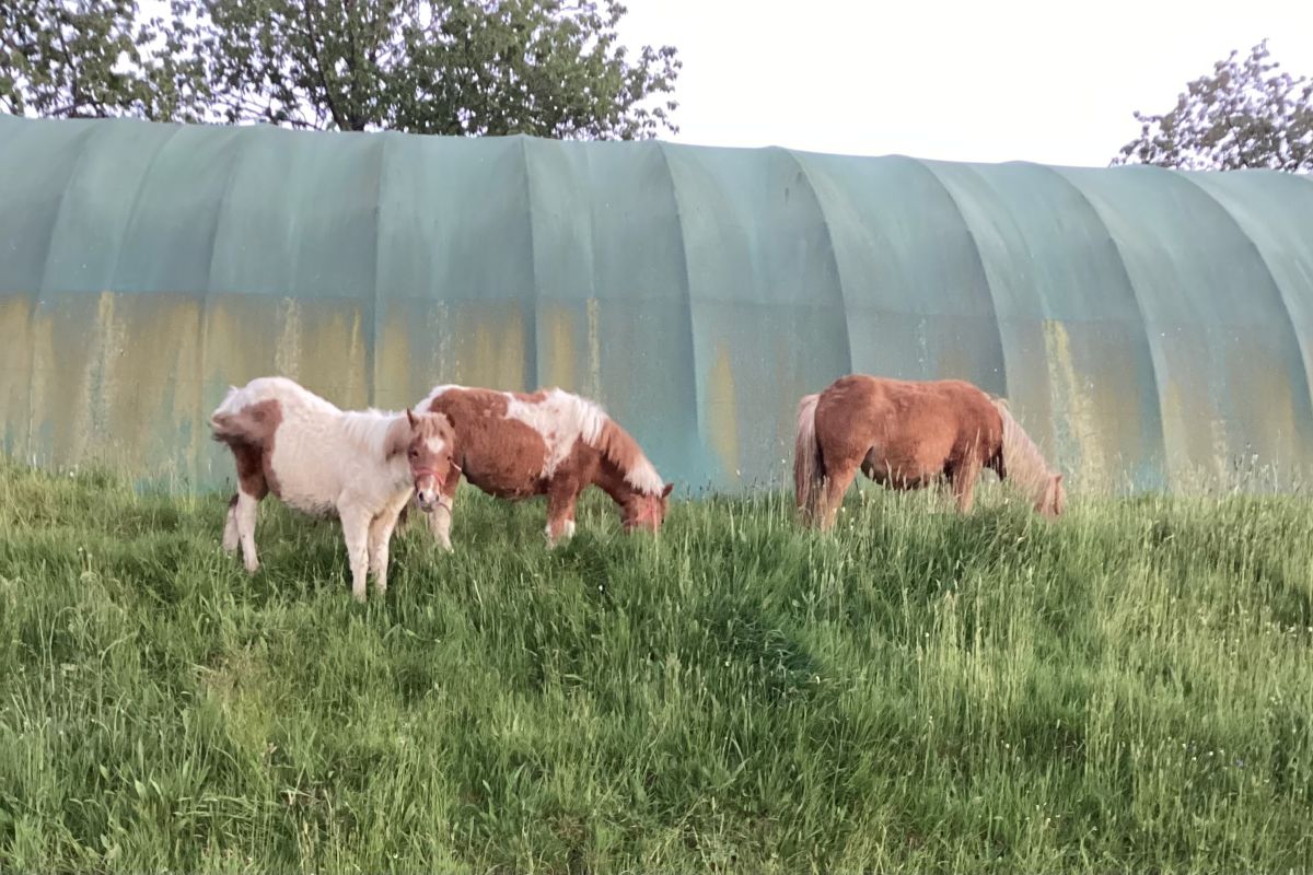 Photo 3 Ponettes et poney shetland