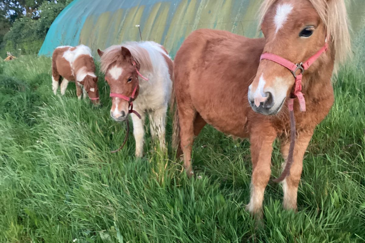 Photo 2 Ponettes et poney shetland